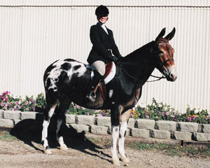 horse property
